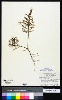 Lechea racemulosa image