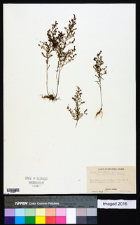 Lechea tenuifolia image