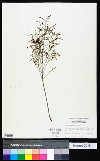 Lechea tenuifolia image