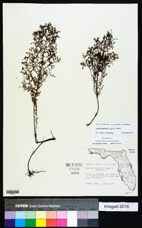 Lechea torreyi image