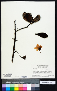 Cochlospermum orinocense image