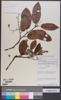 Pakaraimaea dipterocarpacea image