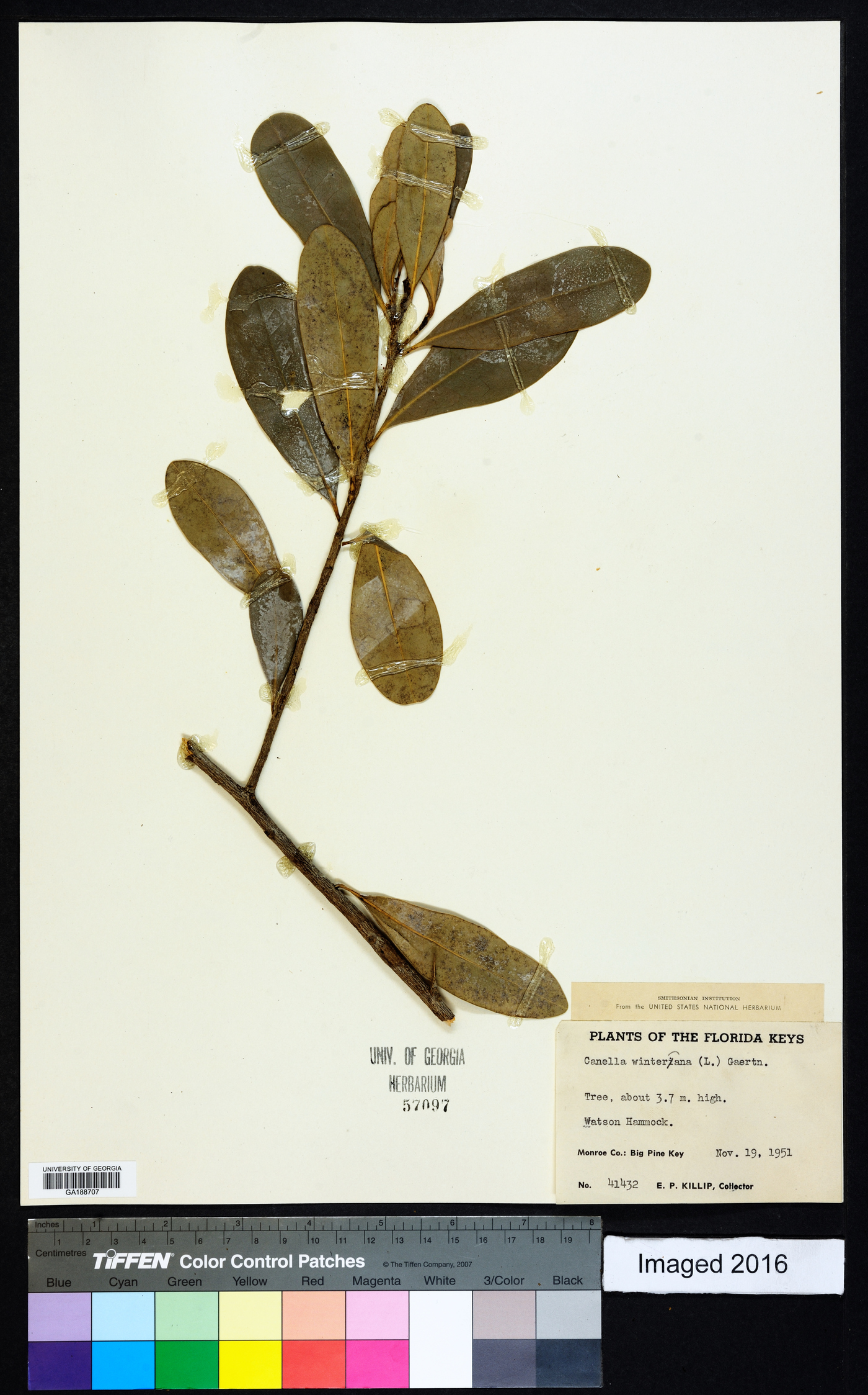 Canella winterana image