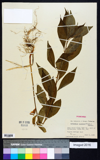 Cubelium concolor image