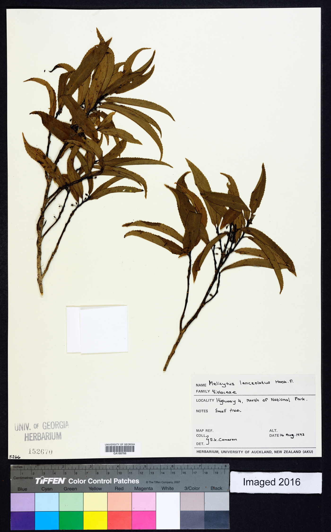 Melicytus lanceolatus image