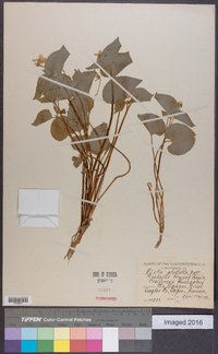 Viola glabella image