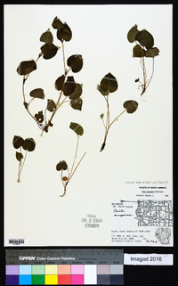 Viola labradorica image