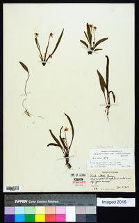 Viola lanceolata image