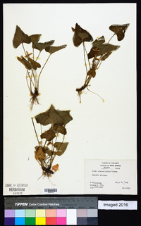 Viola missouriensis image