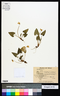 Viola missouriensis image