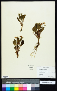 Viola nuttallii image