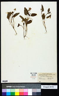 Viola nuttallii image