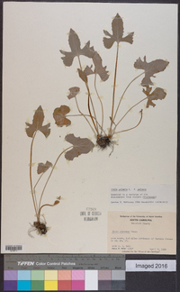 Viola palmata image