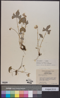 Viola palmata var. palmata image