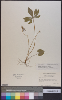 Viola palmata image