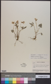 Viola palmata var. dilatata image