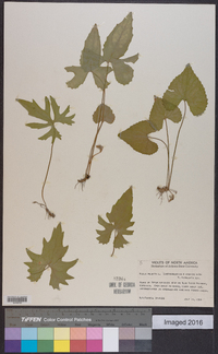 Viola palmata image