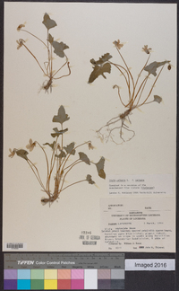 Viola palmata image