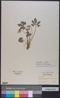 Viola palmata image