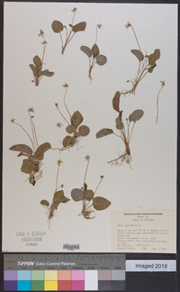 Viola primulifolia image