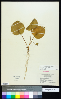 Viola rotundifolia image