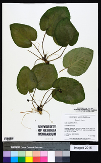 Viola rotundifolia image