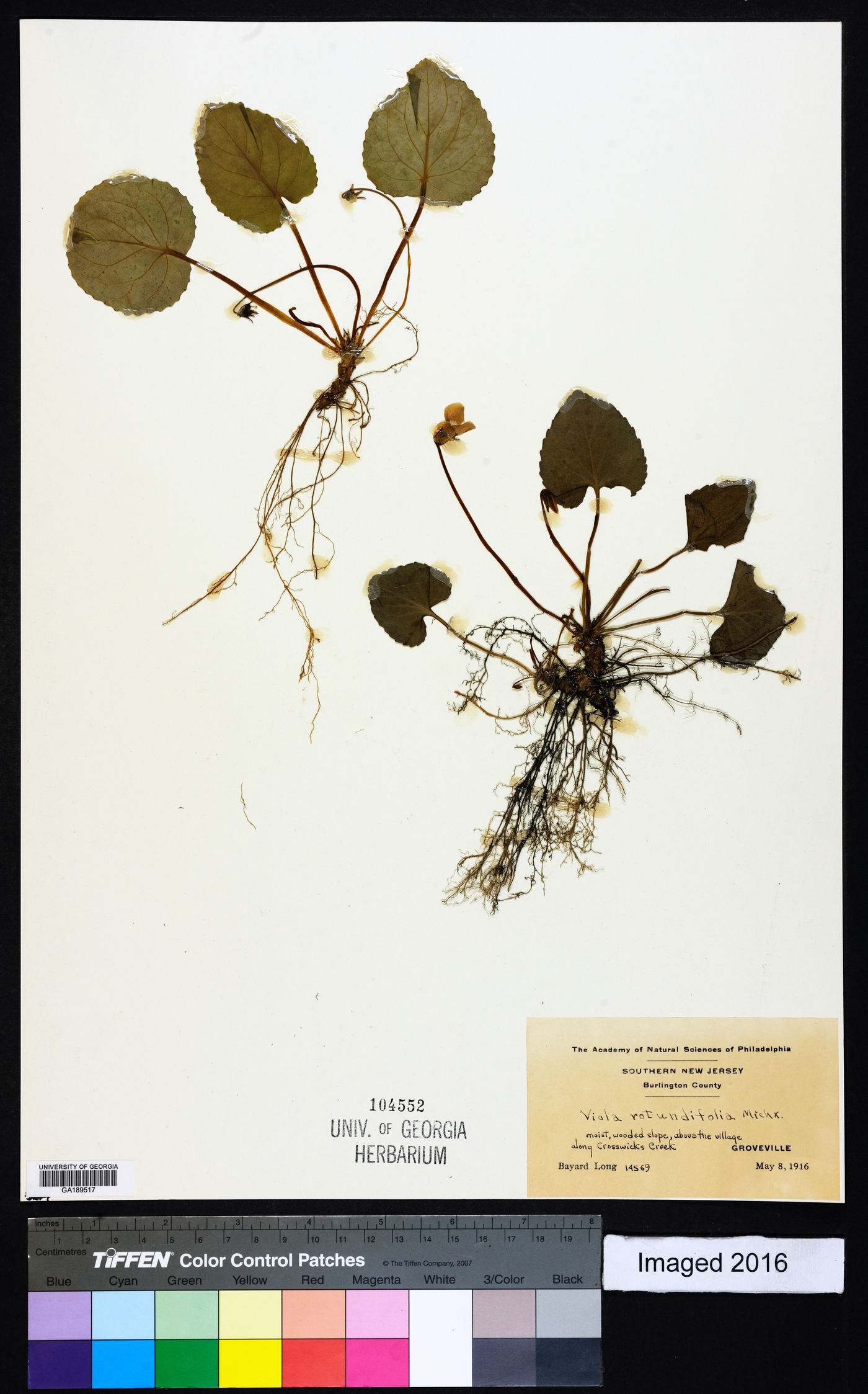 Viola rotundifolia image