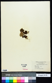 Viola sempervirens image