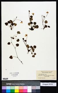 Viola sempervirens image