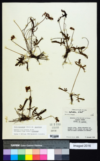 Viola septemloba image