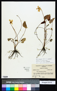 Viola septemloba image