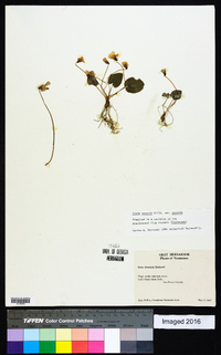 Viola sororia var. sororia image