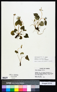 Viola sororia var. sororia image