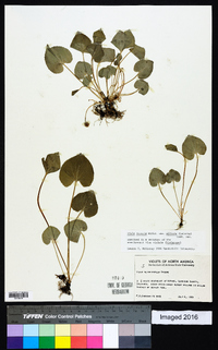 Viola affinis image