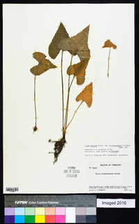 Viola missouriensis image