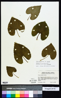 Viola sororia var. sororia image