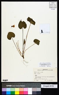 Viola sororia var. sororia image