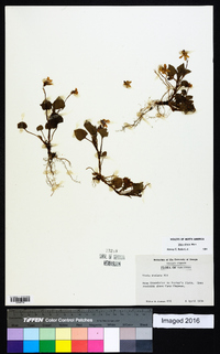 Viola striata image