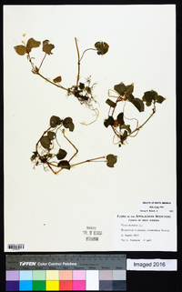 Viola striata image