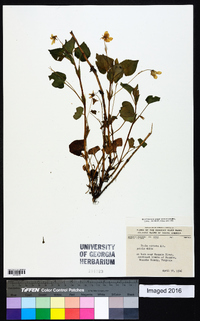 Viola striata image