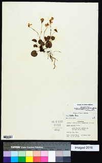 Viola walteri image