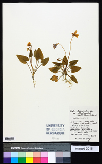 Viola betonicifolia image