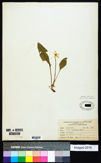 Viola praemorsa image