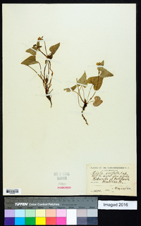 Viola ocellata image