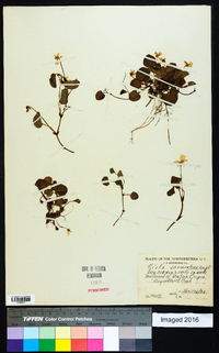 Viola sempervirens image