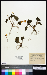 Viola scabriuscula image