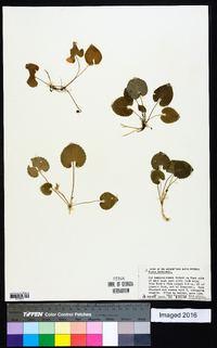 Viola selkirkii image