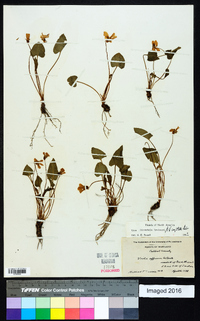 Viola hirsutula image