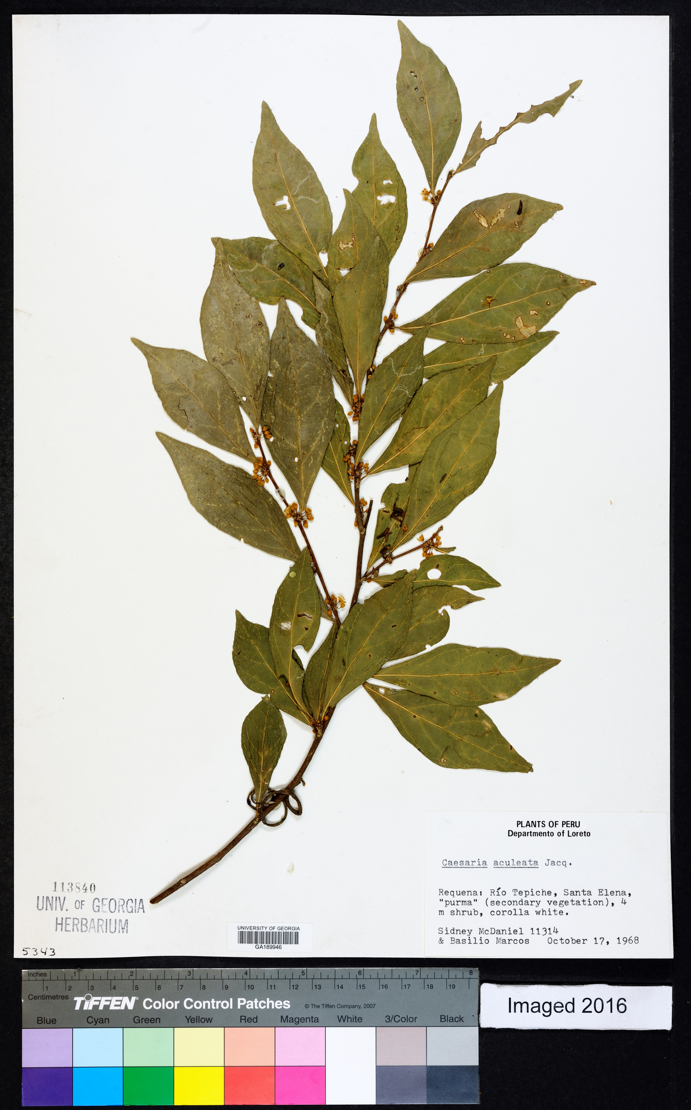 Casearia aculeata image