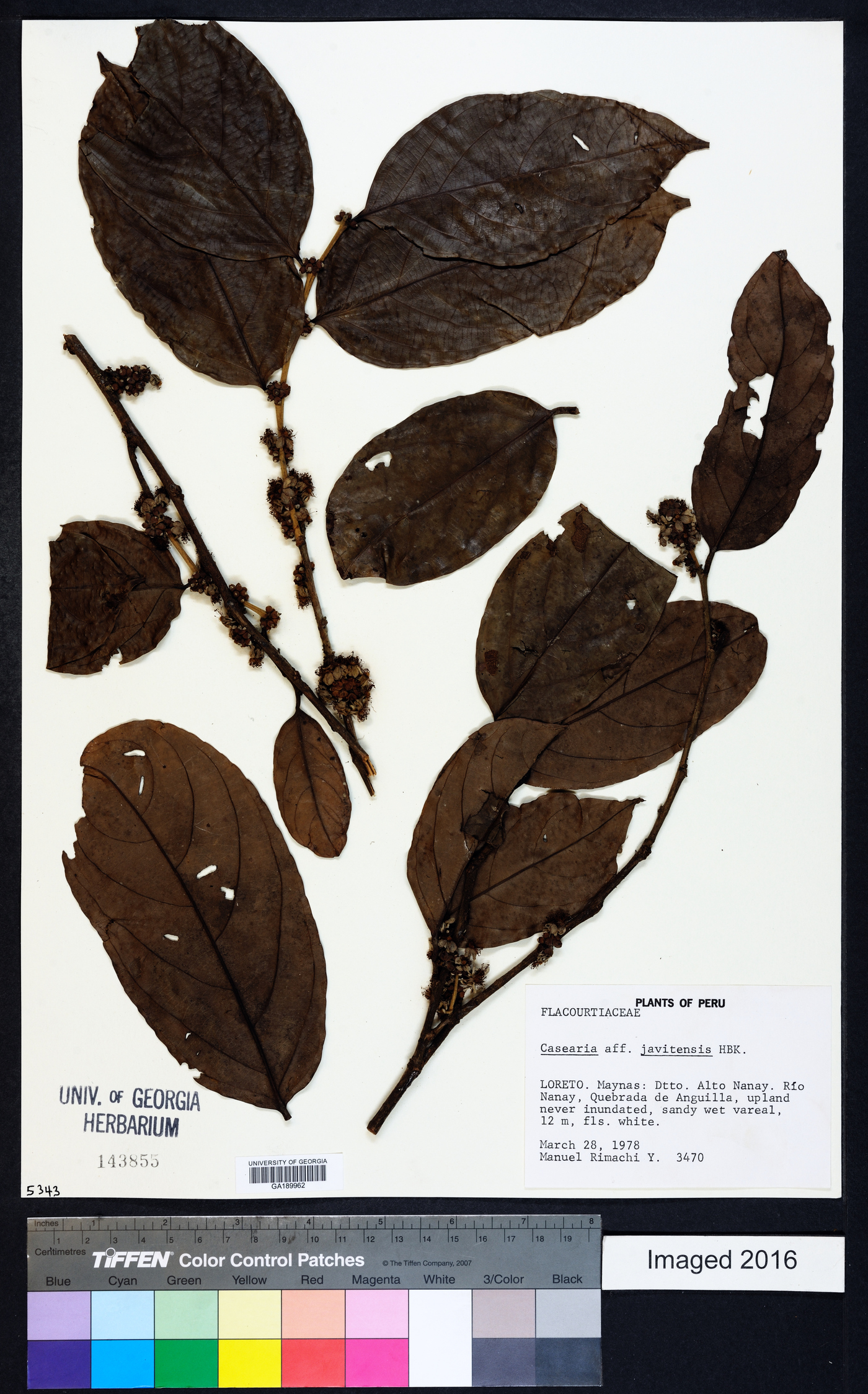 Casearia javitensis image